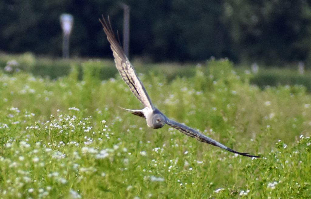 Albanella minore (Circus pygargus), maschio